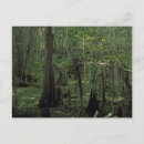 Search for swamp postcards Louisiana