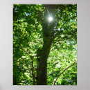 Search for glisten posters Forest