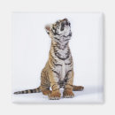 Search for captivating magnets Tiger
