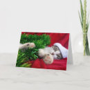 Search for three cats christmas cards Kitten