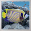 Search for angelfish art Ocean