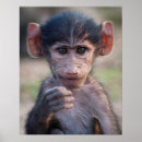 Search for baboons posters Animal