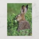 Search for lepus Field