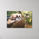 Search for baby canvas prints Domestic animals