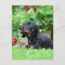 Search for nose postcards Flowers