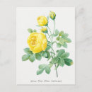 Search for vintage botanical print postcards Plant