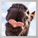 Search for funny horse posters Animal humour