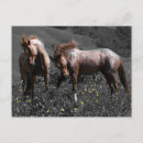 Search for fighting photography Animals