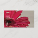 Search for gerbera business cards Floral