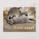 Search for kangaroo postcards Fun