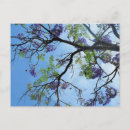 Search for flowering tree postcards Green