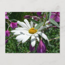 Search for fireweed postcards Wildflower