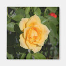 Search for delightful magnets Yellow