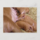 Search for pig photography Pigs