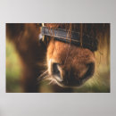 Search for mane posters Equine