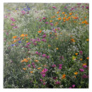 Search for 6 x 6 tiles Flowers