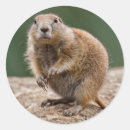 Search for prairie dogs stickers Rodents