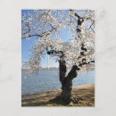 Search for cherry blossoms postcards Cherry blossom festival