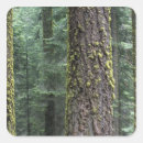 Search for sequoia stickers Tree
