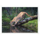 Search for puma photography Nature