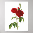 Search for rosa posters Illustration