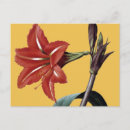 Search for 1833 postcards Blossom
