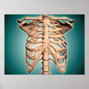 Search for human skeleton posters Spine