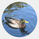 Search for duck swimming stickers Nature