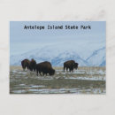 Search for bison postcards Snow