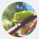 Search for bug pictures stickers Bugs
