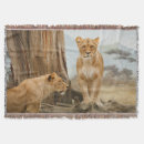 Search for lioness blankets Big cat