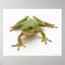 Search for green tree frog posters Full length