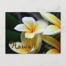 Search for hawaii Photography
