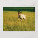 Search for mammal postcards Friendship
