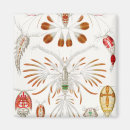 Search for marine life magnets Ernst haeckel