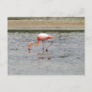 Search for isla postcards Travel