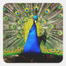 Search for peacock stickers Green