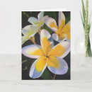 Search for frangipani cards Floral