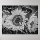 Search for black white sunflower art Photograph