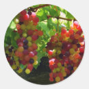 Search for grape vine stickers Vineyard