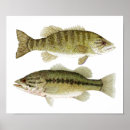 Search for freshwater fish posters Bass