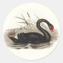Search for black swan Illustration