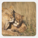 Search for masai mara stickers Wildlife