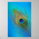 Search for tail feathers posters Wildlife
