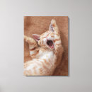 Search for ginger canvas prints Kitten