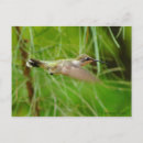 Search for flight postcards Nature photography