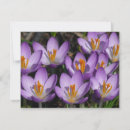 Search for crocuses cards Photography