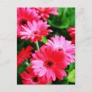 Search for gerbers postcards Flower
