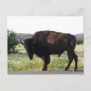 Search for bison postcards Buffalo