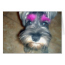 Search for schnauzer puppy postcards Animal